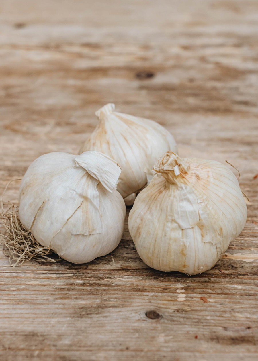 Plants Taylors Bulbs Onion, Shallot And Garlic Sets | French Garlic 'Solent Wight', Pack Of 2 Bulbs