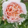 Plants David Austin Roses Rose Garden | David Austin Rosa Wildeve