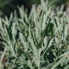 Plants Lavender Pollinator Garden | Lavandula Vera 2L