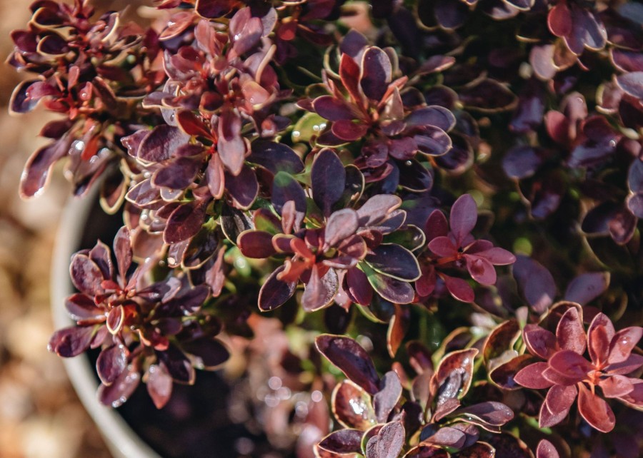 Plants Berberis Pollinator Garden | Buy Berberis Thunbergii Admiration Agm| Plants