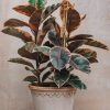 Interiors Houseplants Houseplants & Pots | Ficus Elastica Belize