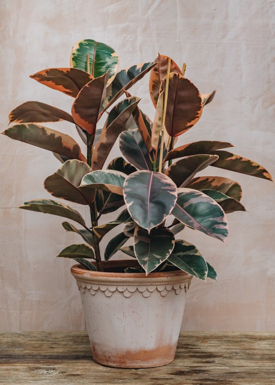 Interiors Houseplants Houseplants & Pots | Ficus Elastica Belize