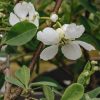 Plants Exochorda Cottage Garden | Exochorda Macrantha The Bride