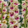 Plants Taylors Bulbs Gladioli Corms | Gladiolus 'Amber Mistique', Pack Of 15 Corms