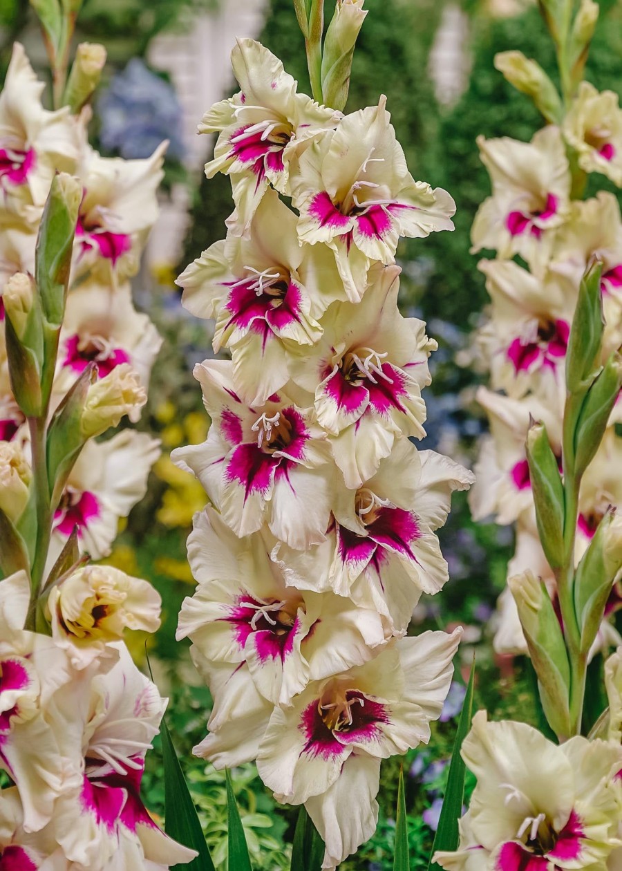 Plants Taylors Bulbs Gladioli Corms | Gladiolus 'Amber Mistique', Pack Of 15 Corms