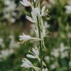 Plants Gaura Pollinator Garden | Gaura Lindheimeri Papillon