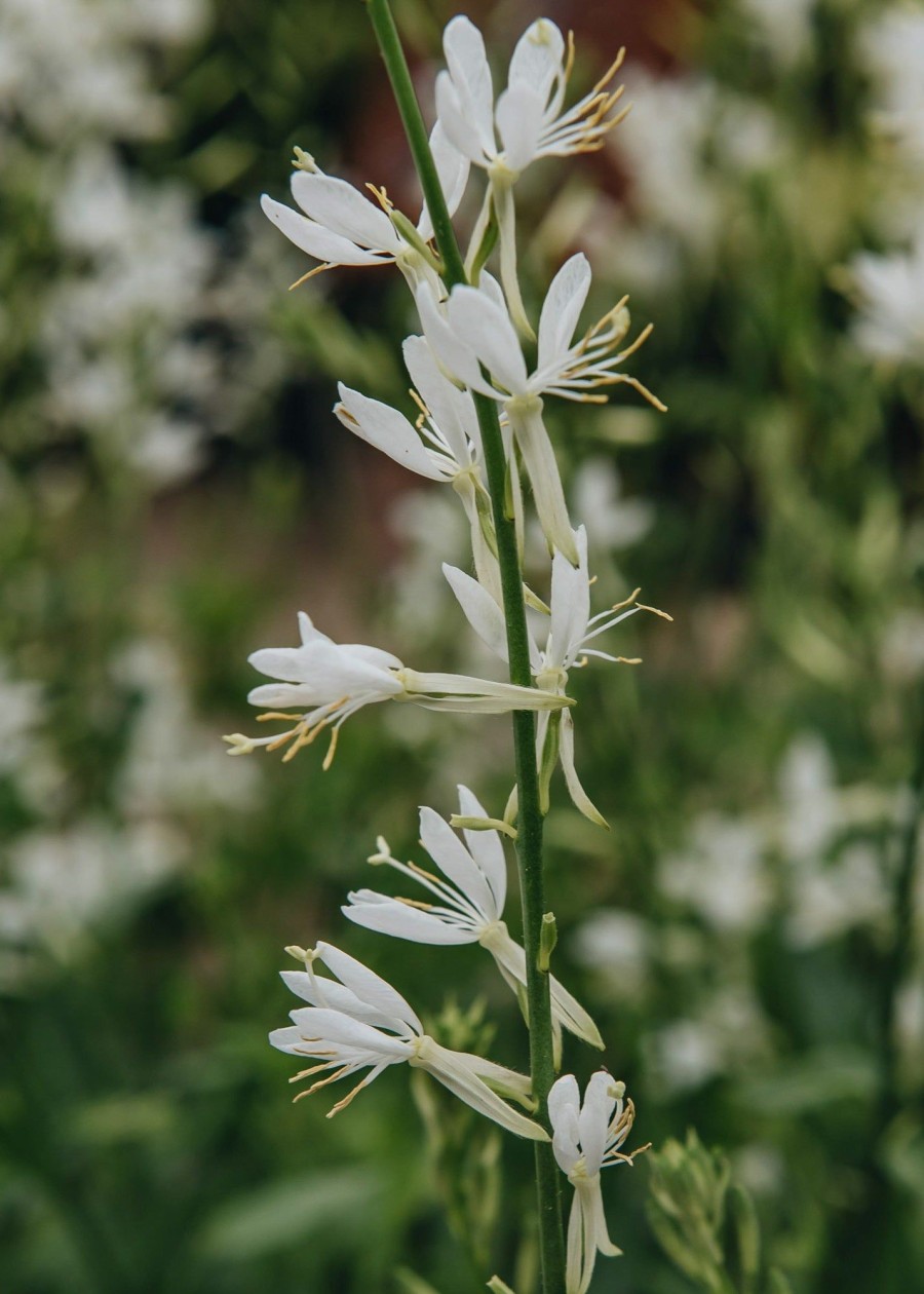 Plants Gaura Pollinator Garden | Gaura Lindheimeri Papillon