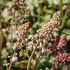 Plants Heucherella Cottage Garden | Heucherella White Revolution