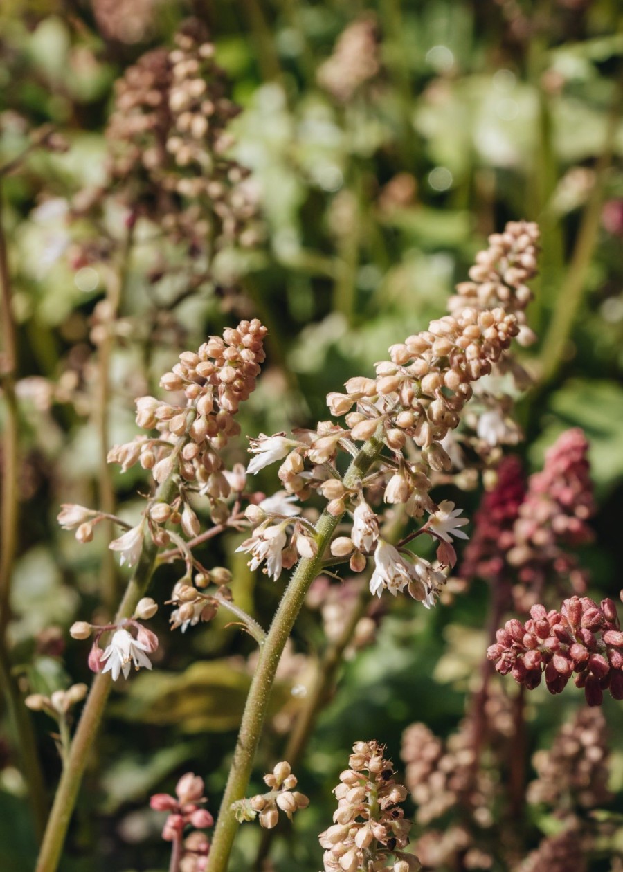 Plants Heucherella Cottage Garden | Heucherella White Revolution