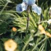 Plants Iris Pollinator Garden | Iris Jane Phillips