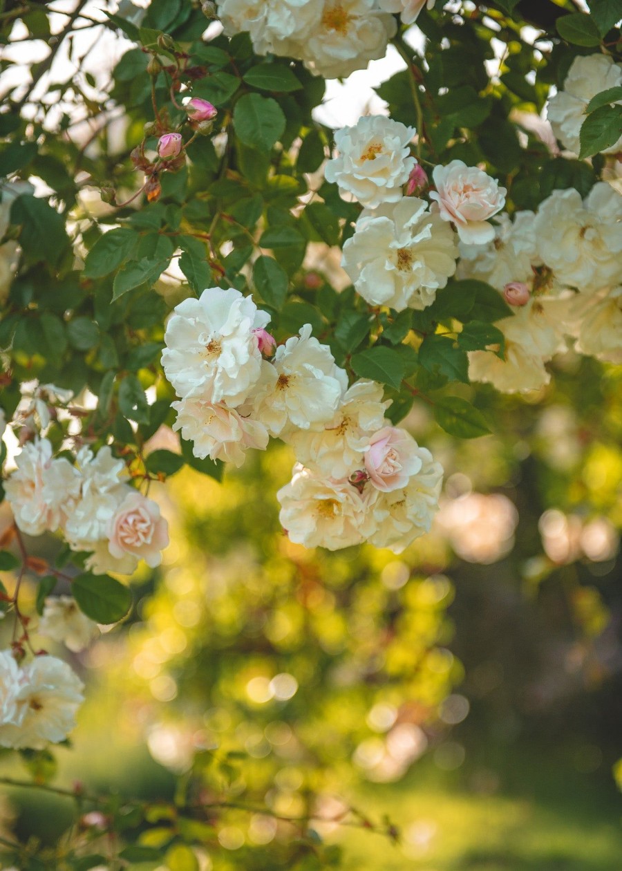 Plants David Austin Roses Rose Garden | Adelaide D'Orleans Rose