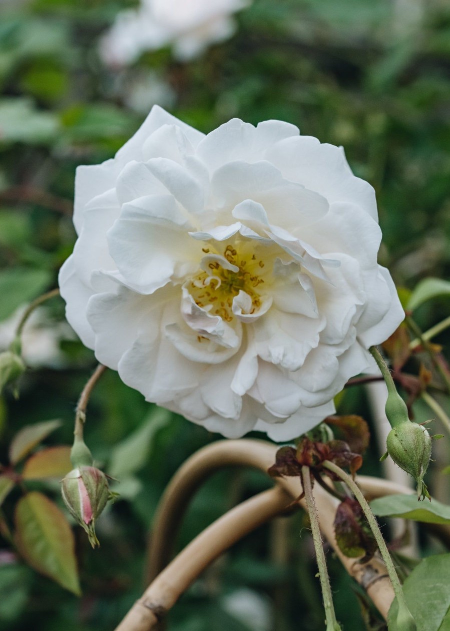 Plants David Austin Roses Rose Garden | Adelaide D'Orleans Rose