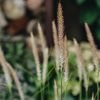 Plants Pennisetum Prairie Garden | Buy Pennisetum Fairy Tails Agm| Plants