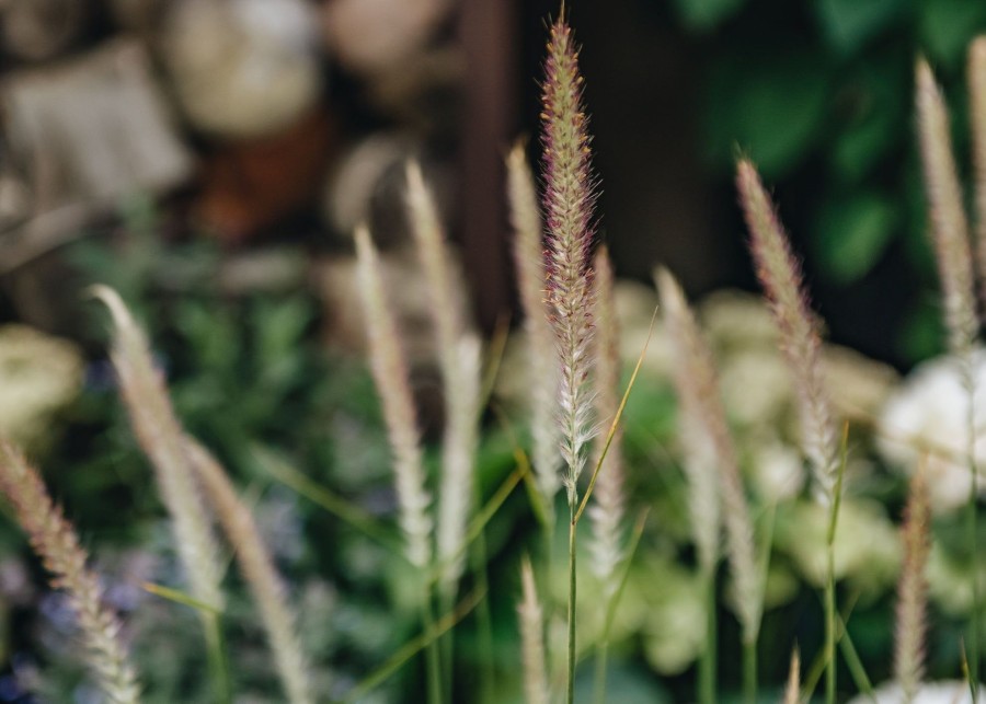 Plants Pennisetum Prairie Garden | Buy Pennisetum Fairy Tails Agm| Plants