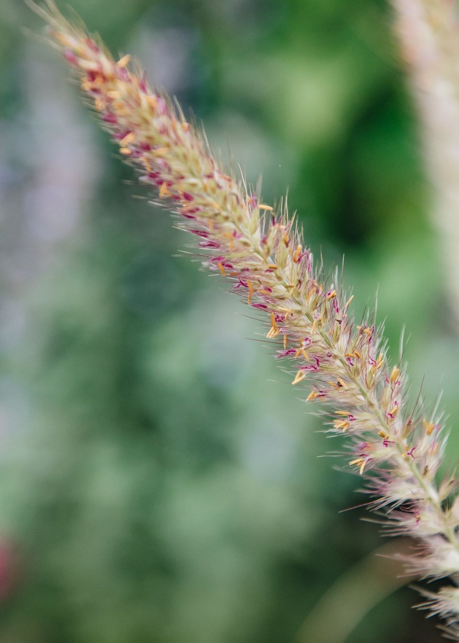 Plants Pennisetum Prairie Garden | Buy Pennisetum Fairy Tails Agm| Plants