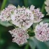 Plants Astrantia Pollinator Garden | Astrantia Star Of Billion 3L