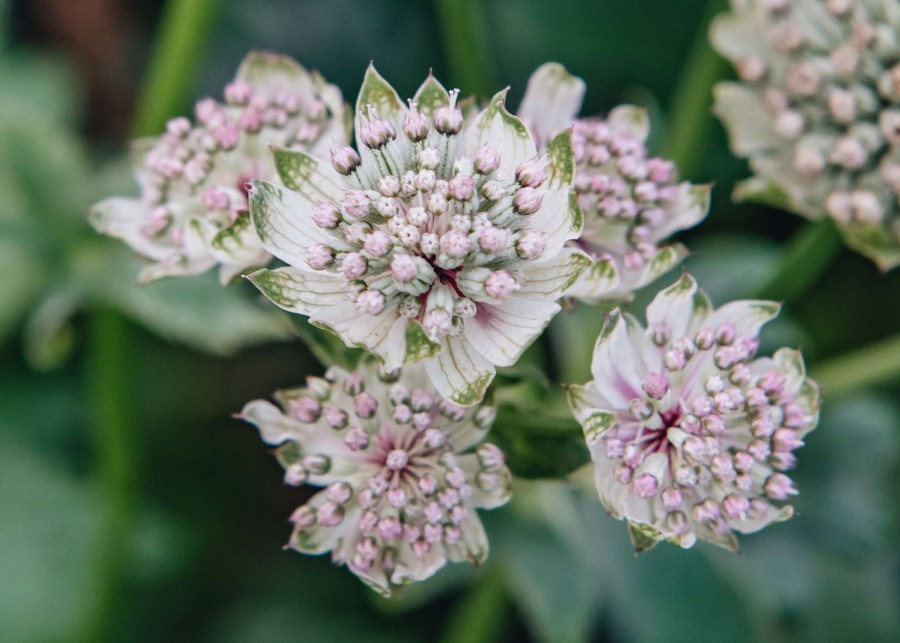 Plants Astrantia Pollinator Garden | Astrantia Star Of Billion 3L