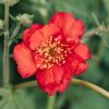 Plants Geum Pollinator Garden | Geum Mrs Bradshaw Agm