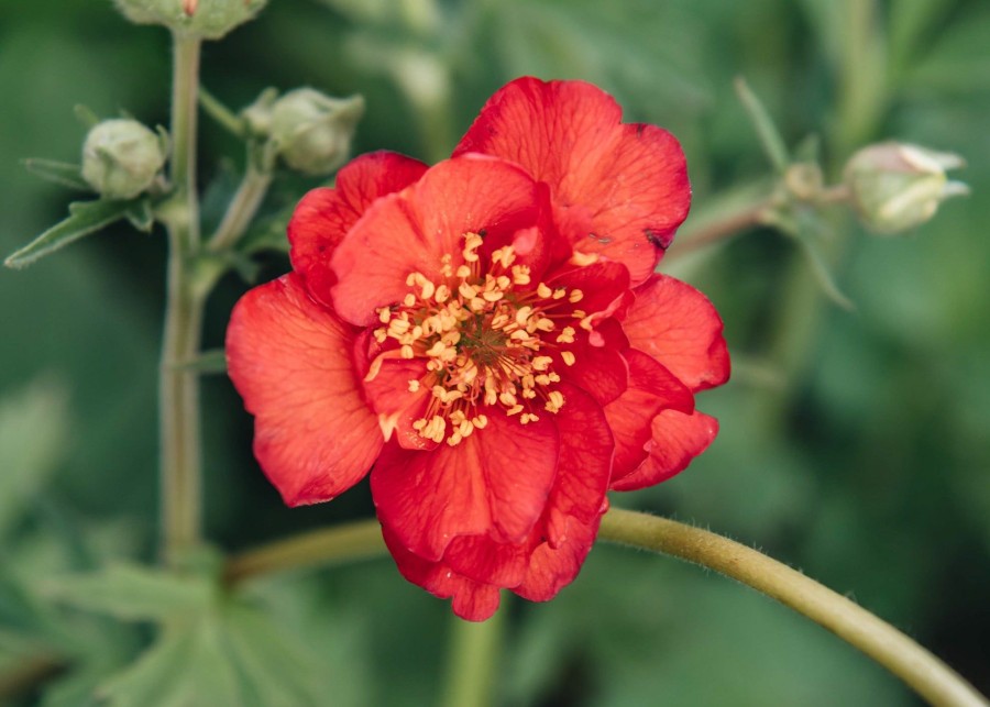 Plants Geum Pollinator Garden | Geum Mrs Bradshaw Agm