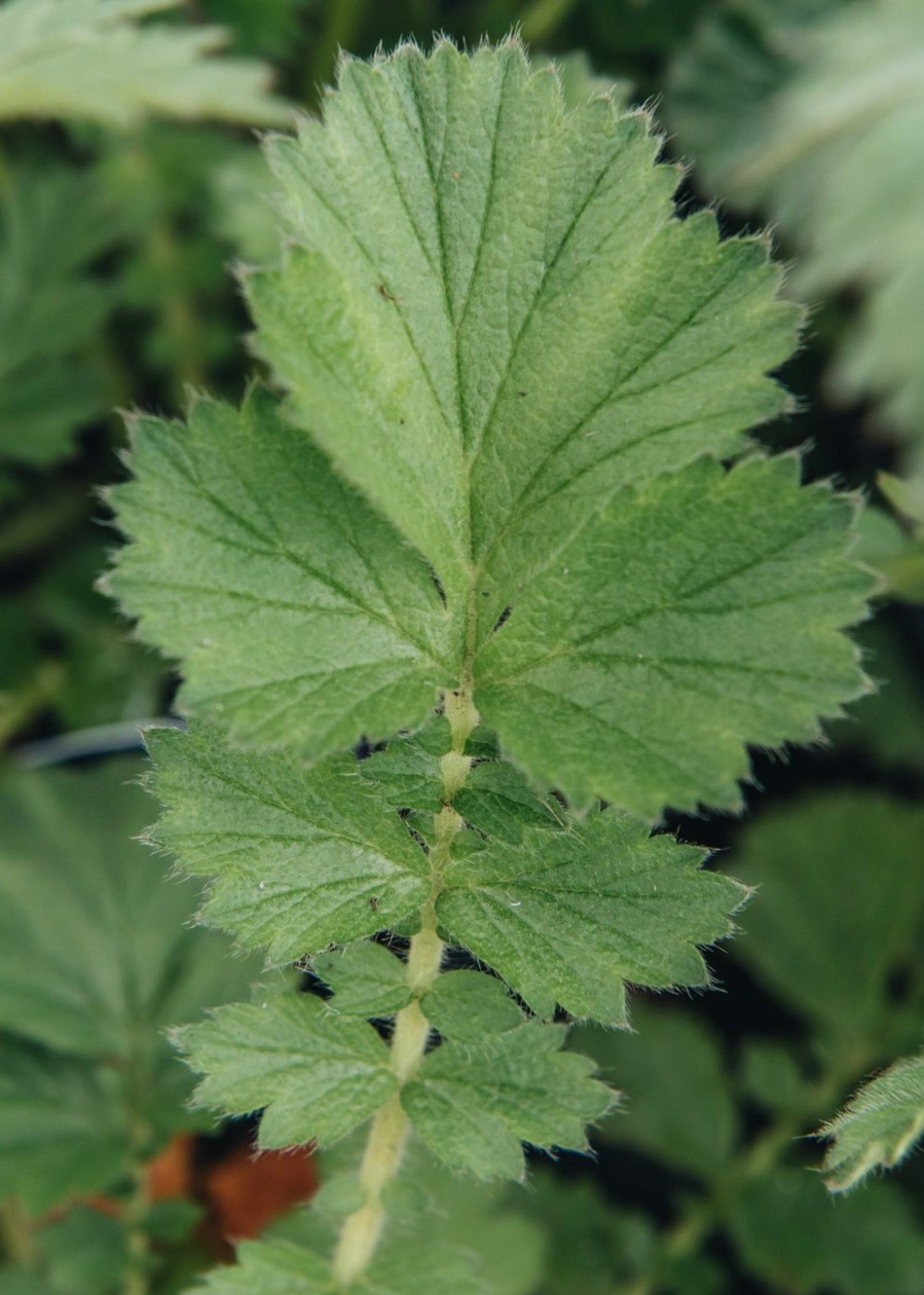 Plants Geum Pollinator Garden | Geum Mrs Bradshaw Agm