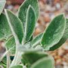 Plants Stachys Pollinator Garden | Stachys Big Ears