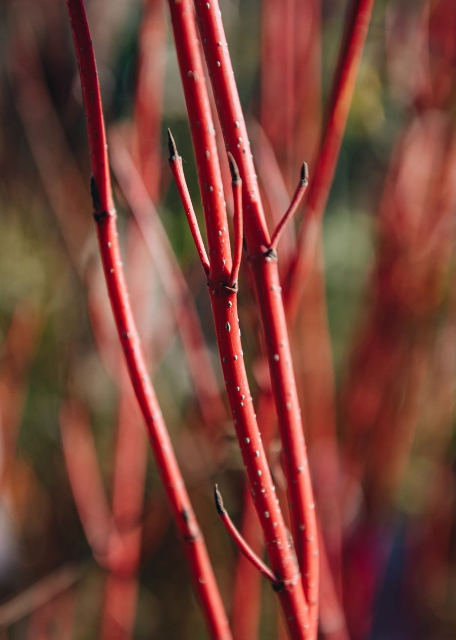 Plants Burford Garden Co. Winter Garden | Buy Cornus Alba Baton Rouge