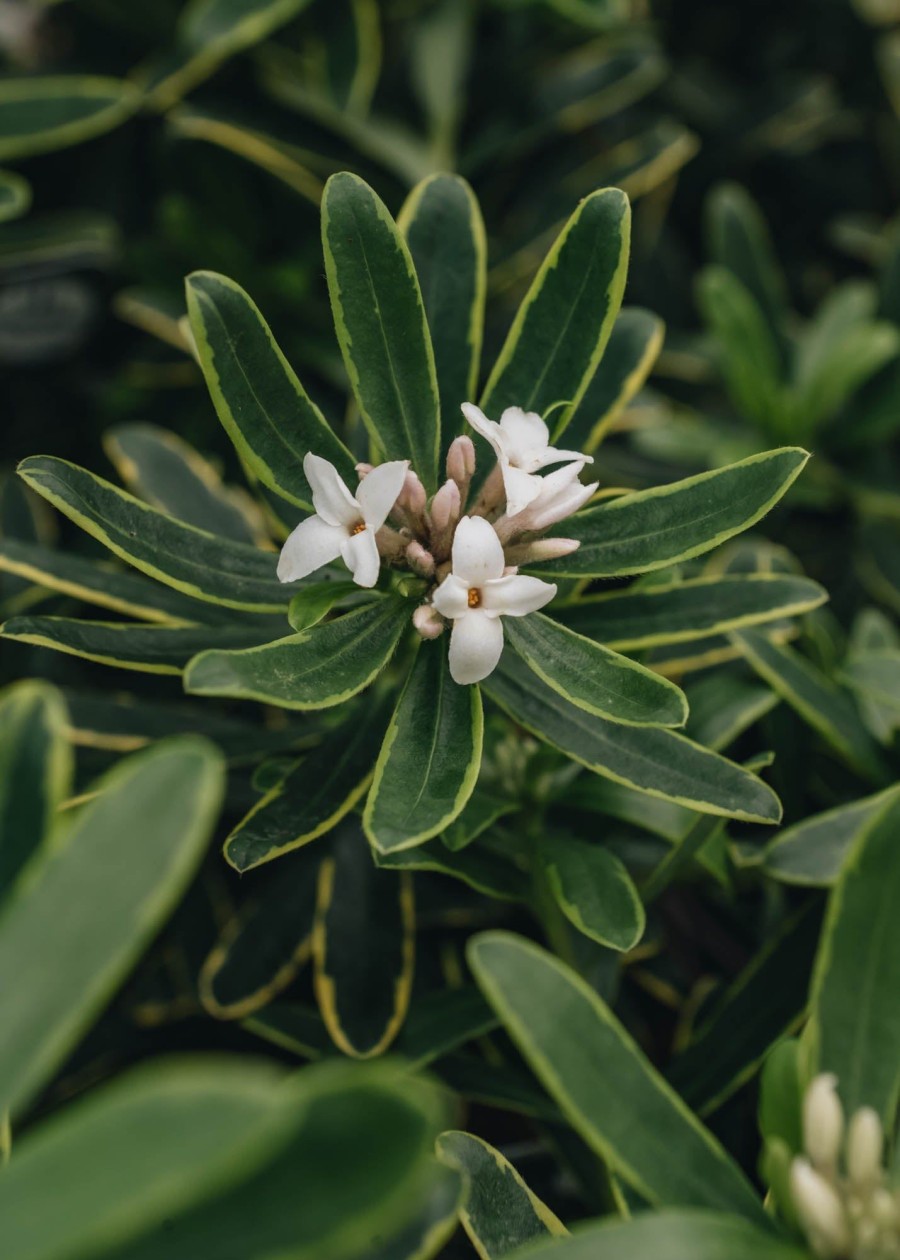 Plants Daphne Cottage Garden | Daphne Summer Ice