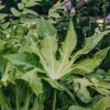 Plants Fatsia Trees & Shrubs | Fatsia Japonica Camouflage