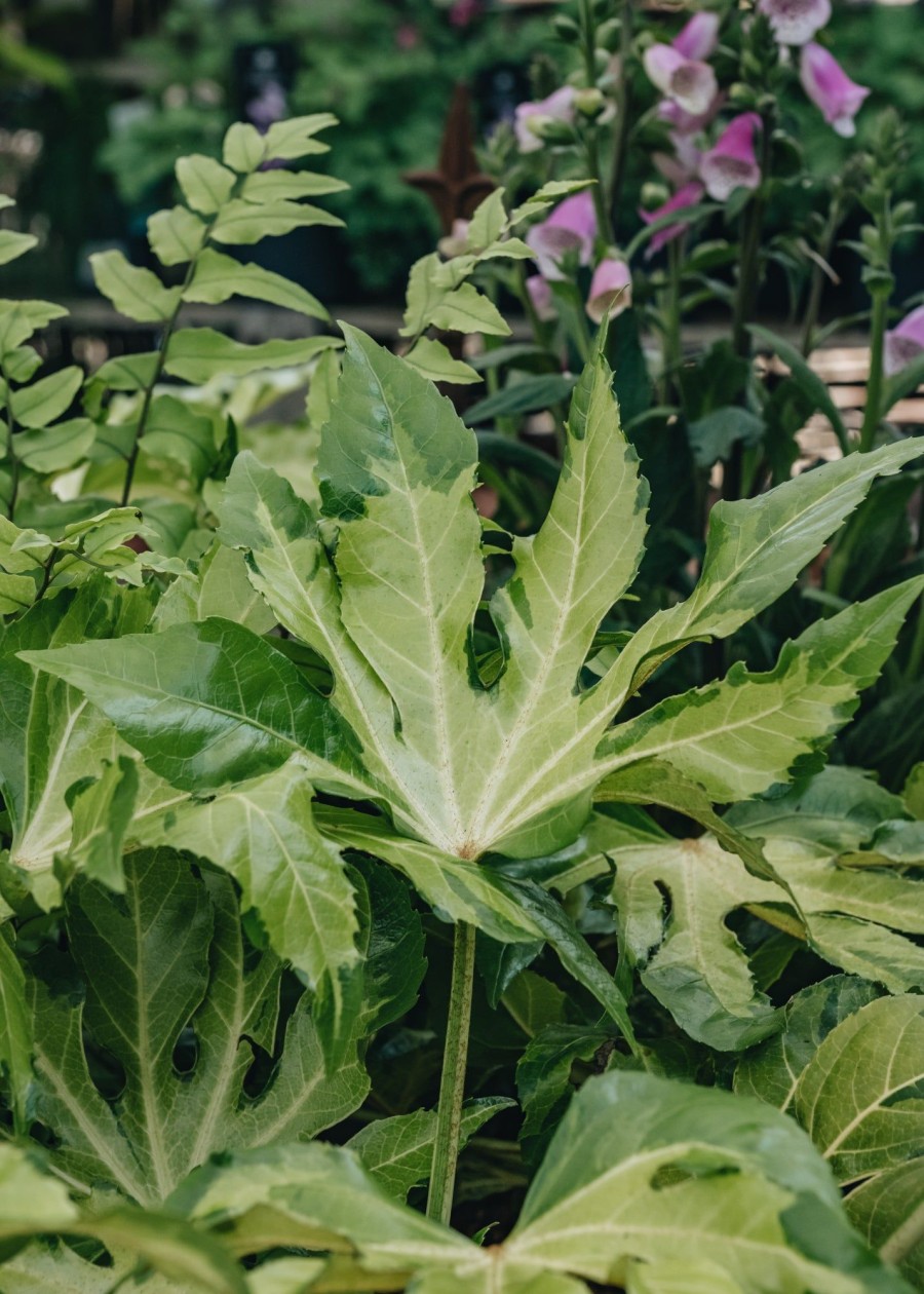 Plants Fatsia Trees & Shrubs | Fatsia Japonica Camouflage