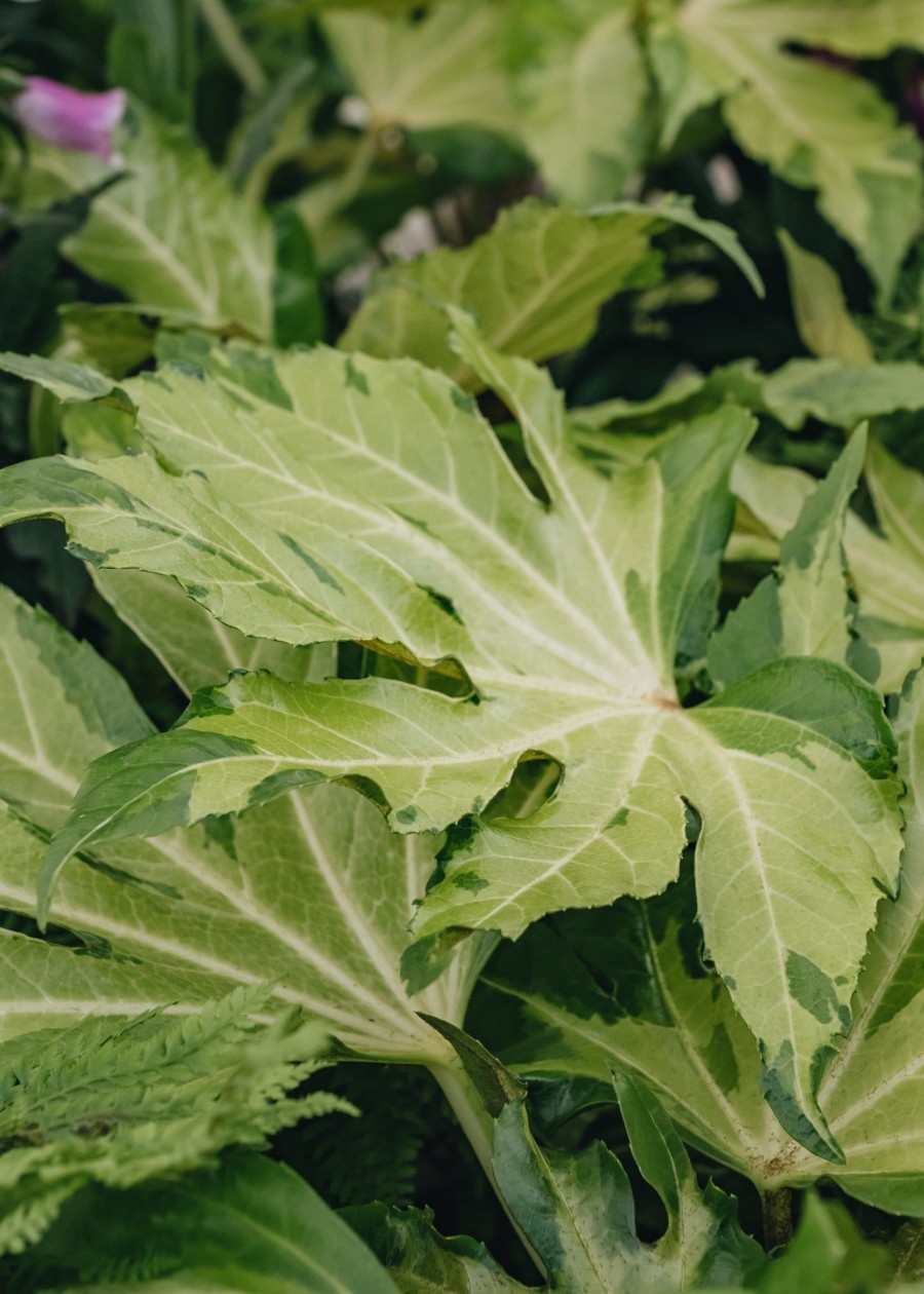 Plants Fatsia Trees & Shrubs | Fatsia Japonica Camouflage