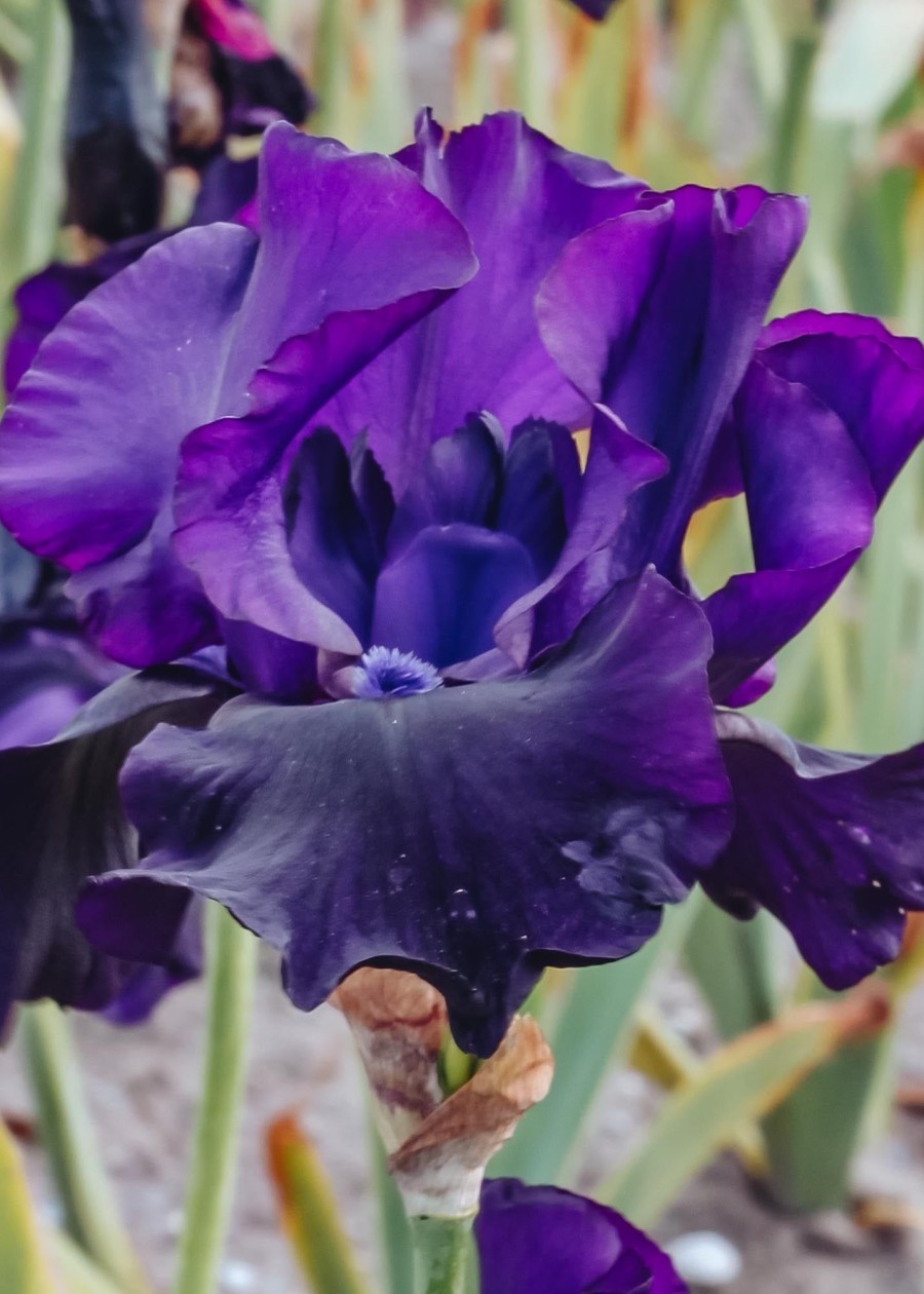 Plants Taylors Bulbs Iris Bulbs | Iris 'Black Dragon', Pack Of Three Bulbs