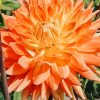 Plants Taylors Bulbs Dahlia Tubers | Dahlia 'Motto' Tubers