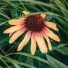 Plants Echinacea Pollinator Garden | Echinacea Tequila Sunrise