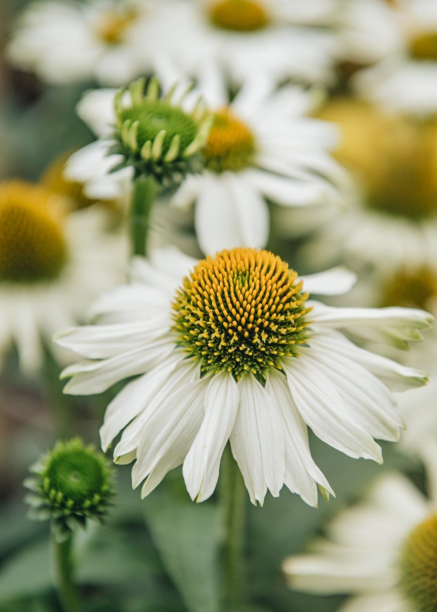 Plants Echinacea Prairie Garden | Buy Echinacea White Meditation