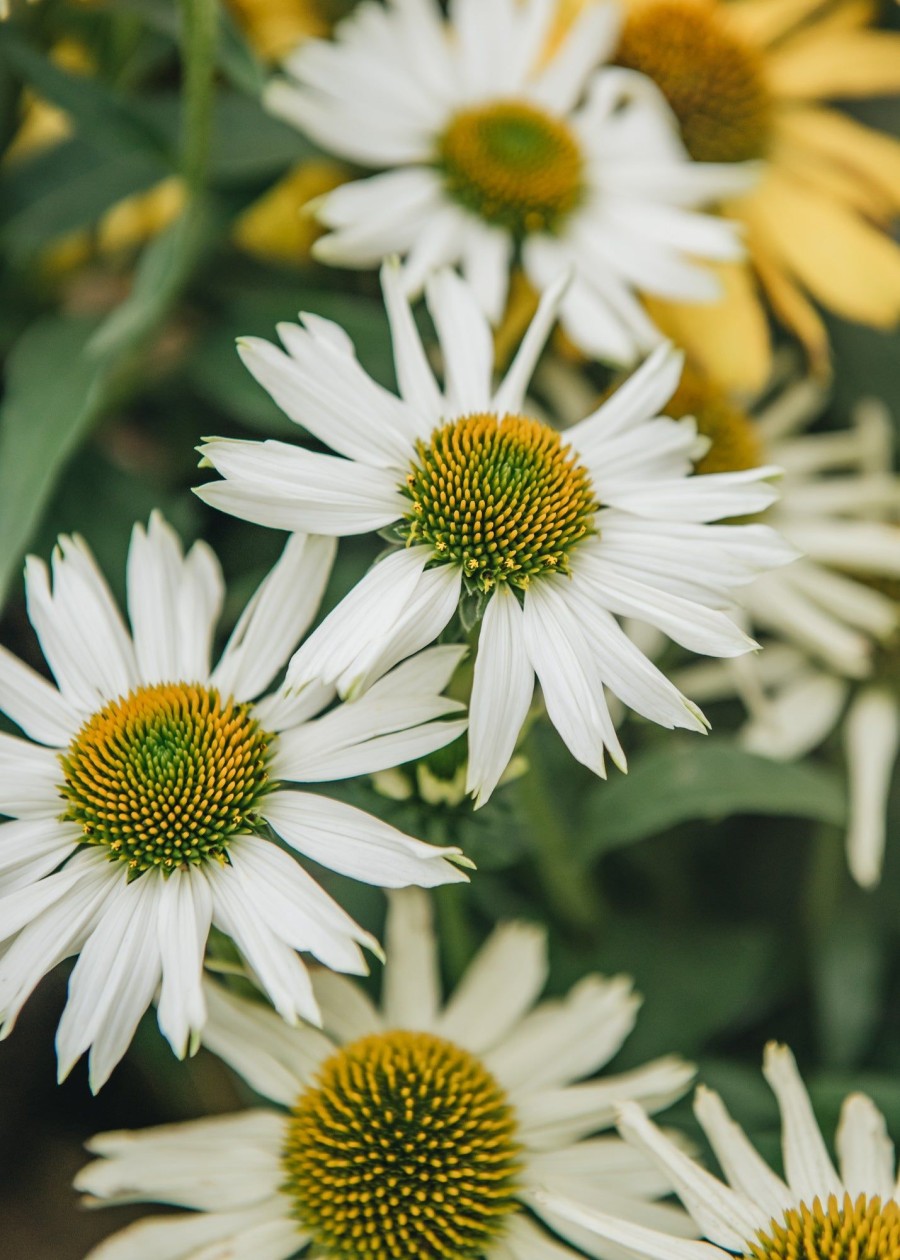 Plants Echinacea Prairie Garden | Buy Echinacea White Meditation