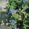 Plants Ceanothus Pollinator Garden | Ceanothus 'Puget Blue' Agm