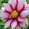 Plants Taylors Bulbs Dahlia Tubers | Dahlia 'Edge Of Joy' Tubers