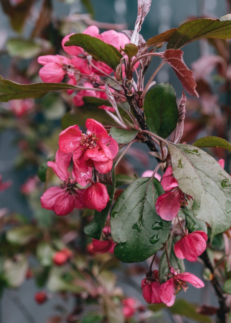 Plants Apple Pollinator Garden | Malus (Crab Apple) Toringo Aros