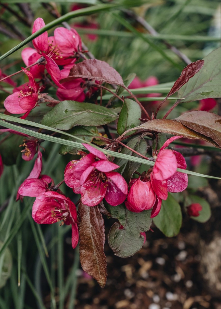 Plants Apple Pollinator Garden | Malus (Crab Apple) Toringo Aros