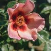 Plants Henry Street Roses Cottage Garden | Rosa For Your Eyes Only