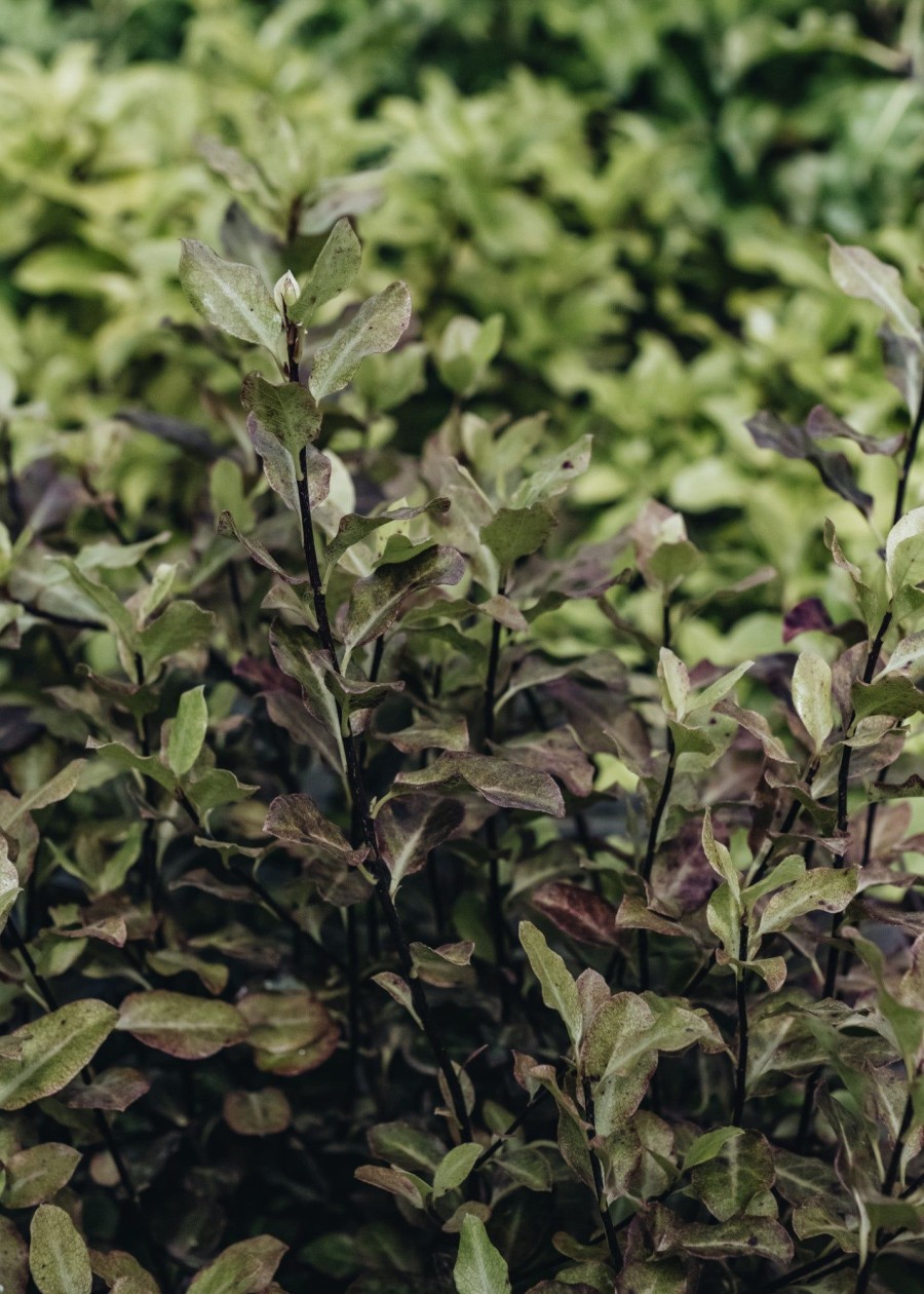 Plants Pittosporum Winter Garden | Pittosporum Tenufolium Tom Thumb