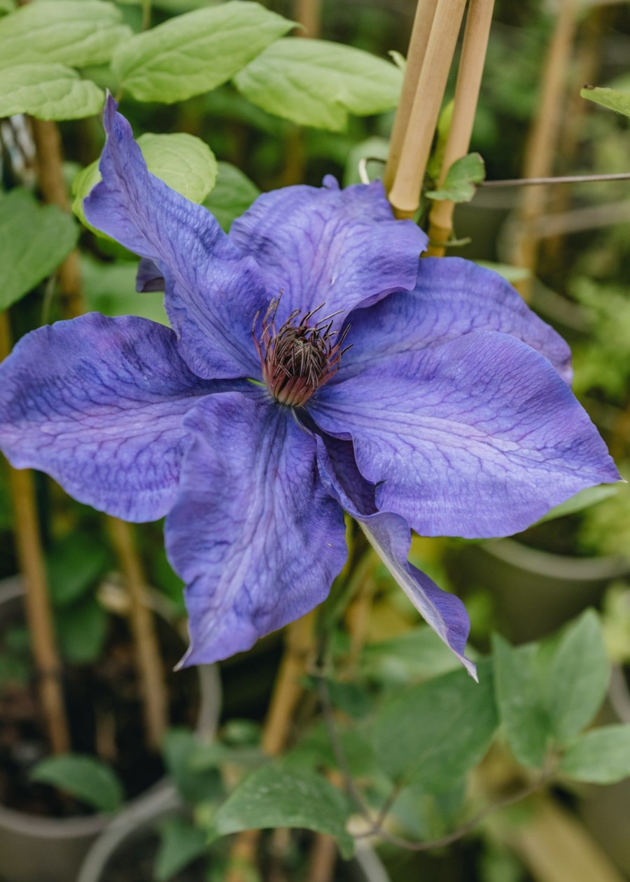 Plants Clematis Cottage Garden | Clematis The President Agm