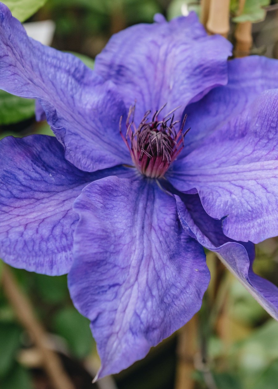 Plants Clematis Cottage Garden | Clematis The President Agm