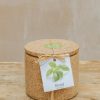 Plants Life in a Bag Seed Gift Sets | Life In A Bag Basil Grow Cork Pot