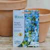 Plants Mr Fothergills Seeds | Forget-Me-Not Ultramarine Seeds