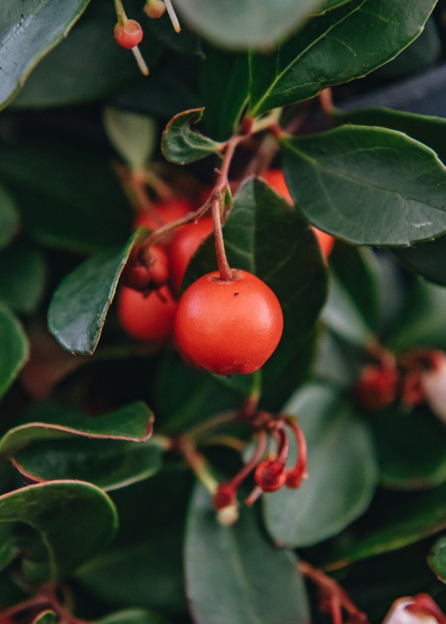 Plants Gaultheria Winter Garden | Gaultheria Procumbens Big Berry