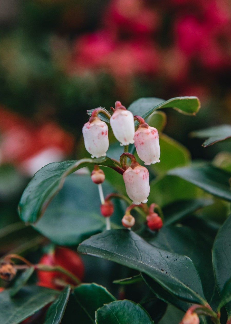 Plants Gaultheria Winter Garden | Gaultheria Procumbens Big Berry