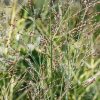 Plants Panicum Prairie Garden | Panicum Virgatum Heavy Metal