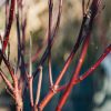 Plants Cornus Pollinator Garden | Cornus Alba Kessilringii