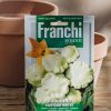 Plants Seeds of Italy Seeds | Franchi Courgette 'Custard White' Seeds